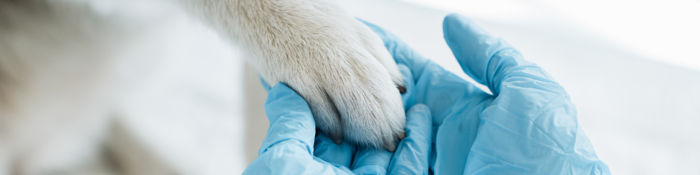 La profesión veterinaria